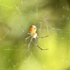 Cryptachaea gigantipes (White porch spider) at City Renewal Authority Area - 9 Nov 2023 by Hejor1