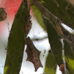 Unidentified Other web-building spider at Braddon, ACT - 9 Nov 2023 by Hejor1