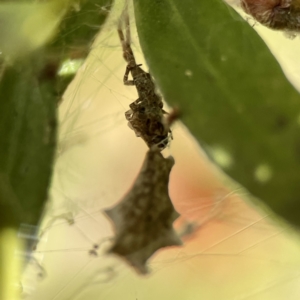 Zosis geniculatus at Braddon, ACT - 9 Nov 2023 05:37 PM