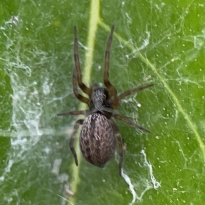 Badumna sp. (genus) (Lattice-web spider) at City Renewal Authority Area - 9 Nov 2023 by Hejor1
