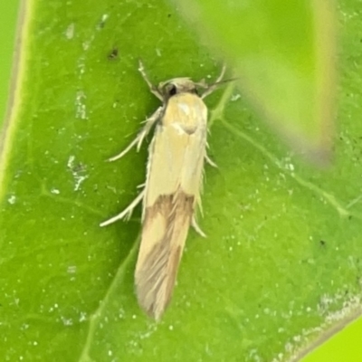 Stathmopoda crocophanes (Yellow Stathmopoda Moth) at City Renewal Authority Area - 9 Nov 2023 by Hejor1