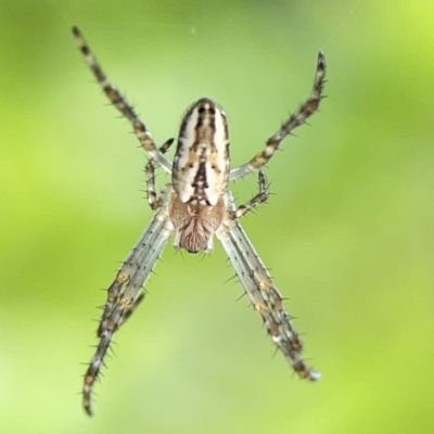Plebs bradleyi (Enamelled spider) at City Renewal Authority Area - 9 Nov 2023 by Hejor1