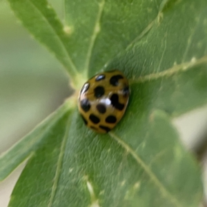 Harmonia conformis at City Renewal Authority Area - 9 Nov 2023