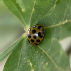Harmonia conformis (Common Spotted Ladybird) at City Renewal Authority Area - 9 Nov 2023 by Hejor1