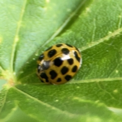 Harmonia conformis at City Renewal Authority Area - 9 Nov 2023