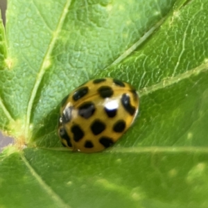 Harmonia conformis at City Renewal Authority Area - 9 Nov 2023