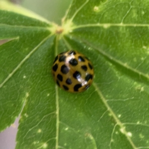 Harmonia conformis at City Renewal Authority Area - 9 Nov 2023