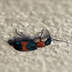 Dicranolaius bellulus at City Renewal Authority Area - 9 Nov 2023 05:56 PM