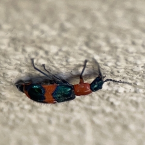 Dicranolaius bellulus at City Renewal Authority Area - 9 Nov 2023 05:56 PM