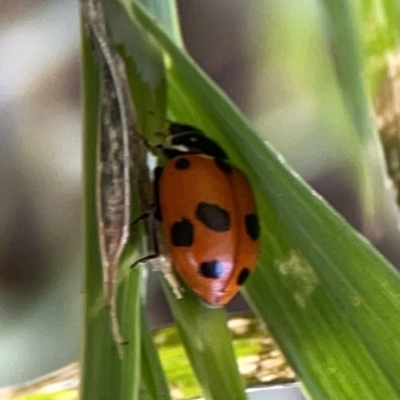 Hippodamia variegata (Spotted Amber Ladybird) at City Renewal Authority Area - 9 Nov 2023 by Hejor1