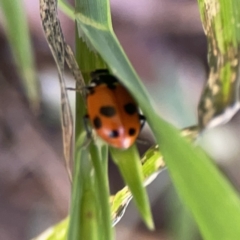 Hippodamia variegata at City Renewal Authority Area - 9 Nov 2023 05:57 PM