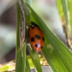 Hippodamia variegata at City Renewal Authority Area - 9 Nov 2023 05:57 PM