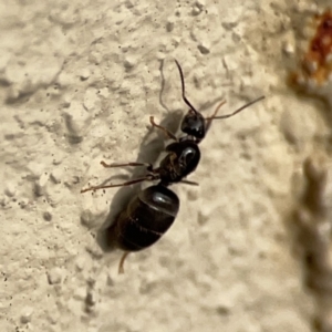 Formicidae (family) at City Renewal Authority Area - 9 Nov 2023