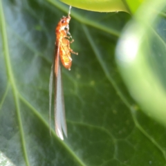 Termitoidae (informal group) at City Renewal Authority Area - 9 Nov 2023 by Hejor1