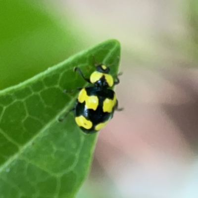 Illeis galbula (Fungus-eating Ladybird) at City Renewal Authority Area - 9 Nov 2023 by Hejor1