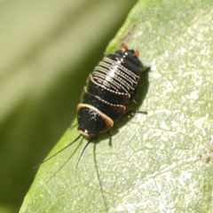 Ellipsidion australe (Austral Ellipsidion cockroach) at City Renewal Authority Area - 9 Nov 2023 by Hejor1