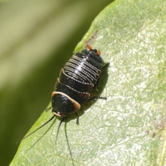 Ellipsidion australe at City Renewal Authority Area - 9 Nov 2023