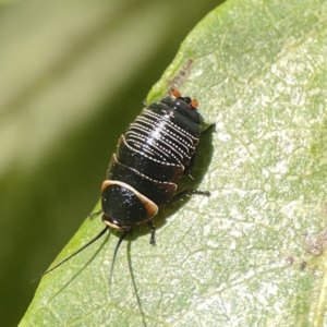 Ellipsidion australe at City Renewal Authority Area - 9 Nov 2023