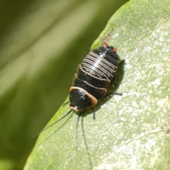 Ellipsidion australe at City Renewal Authority Area - 9 Nov 2023