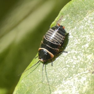 Ellipsidion australe at City Renewal Authority Area - 9 Nov 2023