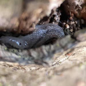 Ambigolimax sp. (valentius and waterstoni) at City Renewal Authority Area - 9 Nov 2023