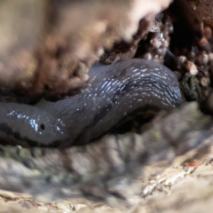 Ambigolimax sp. (valentius and waterstoni) at City Renewal Authority Area - 9 Nov 2023 06:27 PM