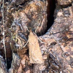 Eudonia cleodoralis (A Crambid moth) at City Renewal Authority Area - 9 Nov 2023 by Hejor1