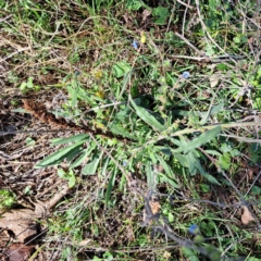 Cynoglossum australe (Australian Forget-me-not) at Belconnen, ACT - 24 Apr 2023 by SarahHnatiuk