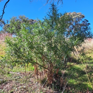 Solanum linearifolium at Mount Painter - 24 Apr 2023 11:06 AM