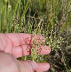 Briza minor (Shivery Grass) at QPRC LGA - 9 Nov 2023 by Csteele4