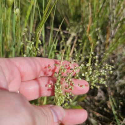 Briza minor (Shivery Grass) at QPRC LGA - 9 Nov 2023 by Csteele4