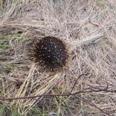 Tachyglossus aculeatus (Short-beaked Echidna) at Mount Painter - 14 Feb 2023 by SarahHnatiuk