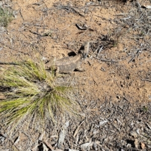 Pogona barbata at Mount Painter - suppressed