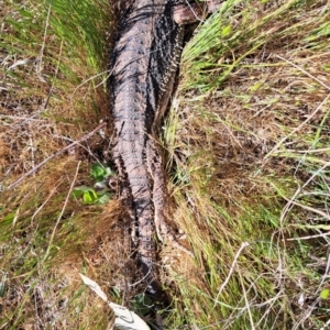 Pogona barbata at Belconnen, ACT - 12 Oct 2023