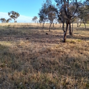 Tachyglossus aculeatus at Ginninderry Conservation Corridor - 9 Nov 2023 06:24 PM