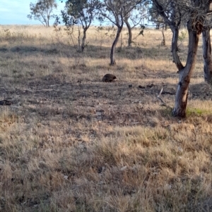 Tachyglossus aculeatus at Ginninderry Conservation Corridor - 9 Nov 2023 06:24 PM