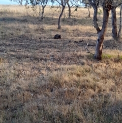 Tachyglossus aculeatus at Ginninderry Conservation Corridor - 9 Nov 2023 06:24 PM