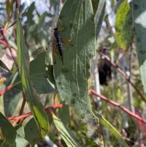 Echthromorpha intricatoria at Namadgi National Park - 8 Nov 2023 10:01 AM