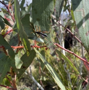 Echthromorpha intricatoria at Namadgi National Park - 8 Nov 2023 10:01 AM