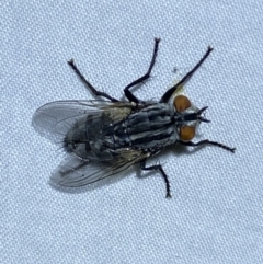 Muscidae (family) (Unidentified muscid fly) at QPRC LGA - 9 Nov 2023 by SteveBorkowskis