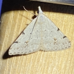 Dichromodes estigmaria (Pale Grey Heath Moth) at QPRC LGA - 9 Nov 2023 by SteveBorkowskis