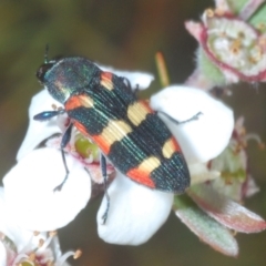 Castiarina sexplagiata (Jewel beetle) at Coree, ACT - 8 Nov 2023 by Harrisi