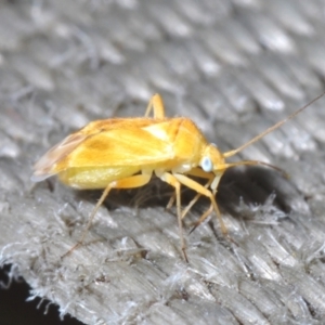 Miridae (family) at Mulligans Flat - 8 Nov 2023