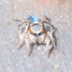 Maratus anomalus (Blue Peacock spider) at Paddys River, ACT - 9 Nov 2023 by Harrisi