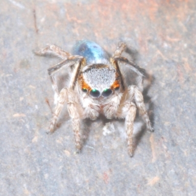 Maratus anomalus (Blue Peacock spider) at Point Hut to Tharwa - 9 Nov 2023 by Harrisi