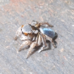 Maratus anomalus at Point Hut to Tharwa - suppressed