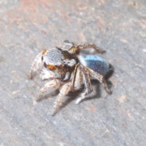 Maratus anomalus at Point Hut to Tharwa - suppressed