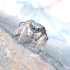 Maratus anomalus at Point Hut to Tharwa - suppressed