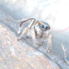 Maratus anomalus at Point Hut to Tharwa - 9 Nov 2023