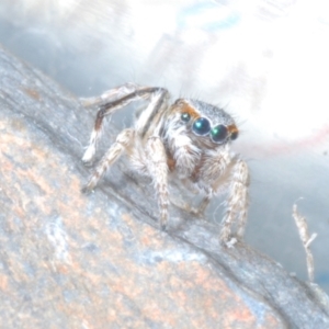 Maratus anomalus at Point Hut to Tharwa - suppressed